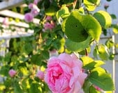 Nature photography, pink, flower - Pink Roses 8x10 fine art photograph