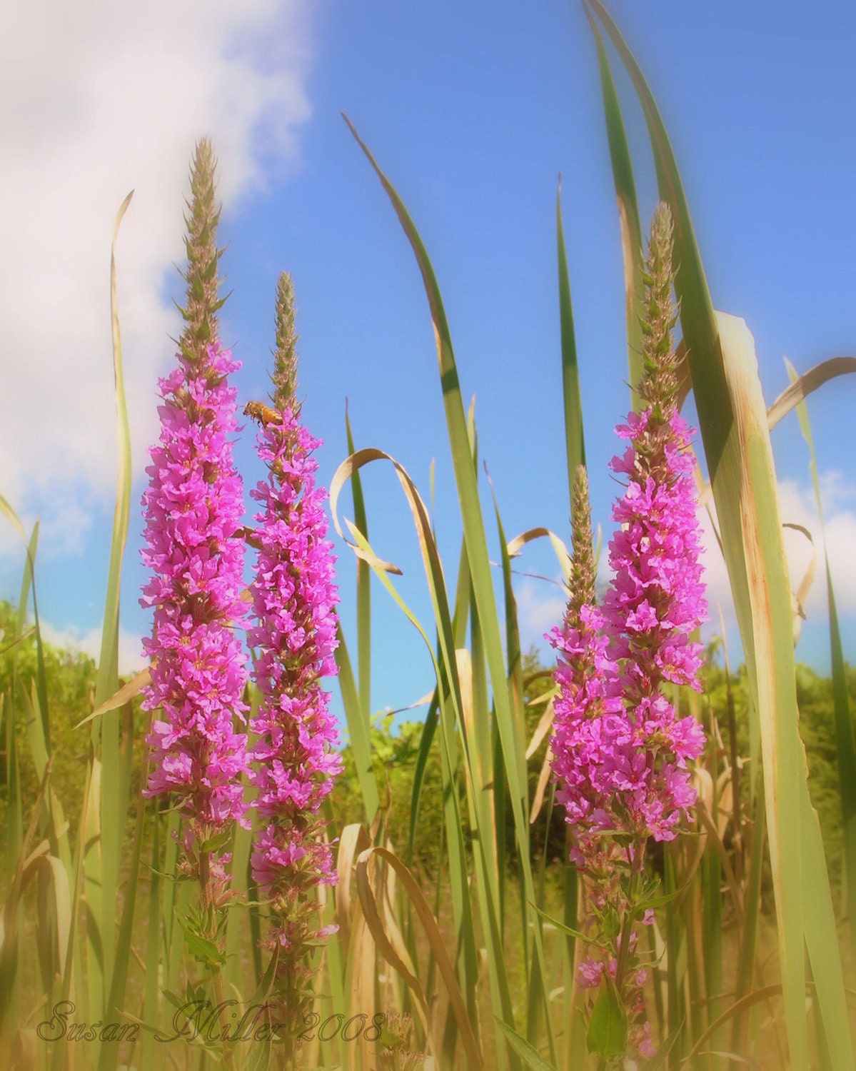 Items similar to Purple Wildflowers, Michigan, 8x10 Nature Photography
