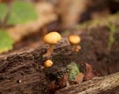 Woodland print, tiny mushrooms growing, nature photography- 8x8 fine art photograph