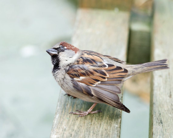 Sparrow photo, Bird photo, Nature Photo, Signs of Spring - 8x10 fine art photograph