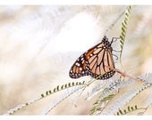 nature photography, nursery decor monarch butterfly 8x10 fine art photograph home decor contemporary with a vintage feel