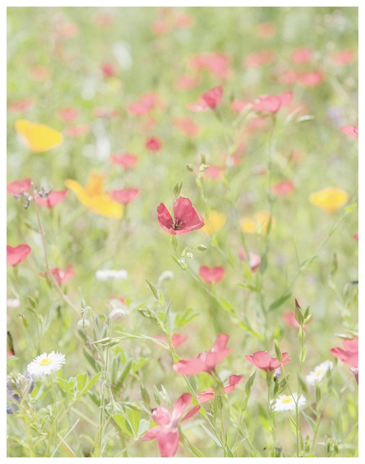mothers day gift idea nature photography, wildflowers in bloom, field of pink, orange, yellow, green flowers and grass home decor and gifts