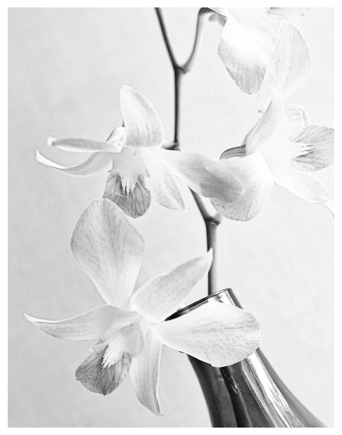 flower photography, black and white trio of orchid flowers, sophisticated, artistic, modern, zen, minimalist 11 x 14 affordable home decor
