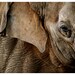 elephant photograph, animal and nature photography, gentle giant, detail of an asian elephant, home decor, wall decor