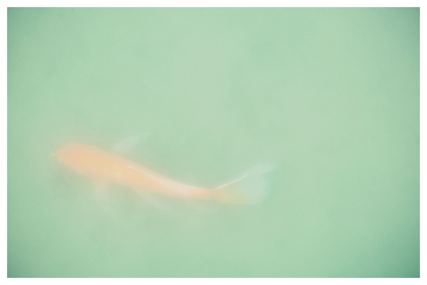 mother's day gift idea, orange koi fish, dreamy photography, nature photograph, , mint green 8 x 12 wall art, home decor