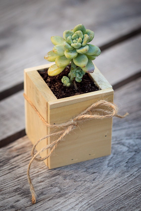 3x3" Poplar Planter Box - great for centerpieces.