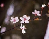 Zen Cherry Blossom Photography  8x12 Original  Fleeting Beauty Photograph  FREE SHIPPING  Pink Flowers Metallic Print Romantic Feminine
