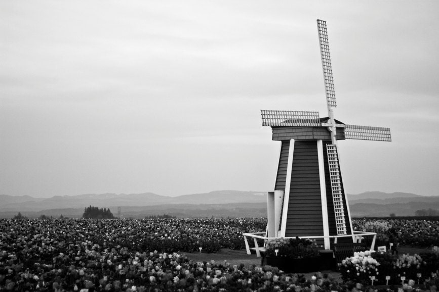 Windmill in Flowers Photography  - 8x12 - Fine Art Photograph - Black and White - Metallic Print - Tulip Field - Calm - Dark - Cloudy