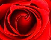 Red Rose Photography - Flower Love Romance - 5x7 Original Fine Art Print - Metallic Finish - Macro - Crimson - Vibrant - Bright - Valentine