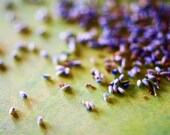 Lavender Buds Photography - 8x10 Purple and Green Close Up - Original Fine Art Metallic Print - Great for a Craft Room or Garden Area