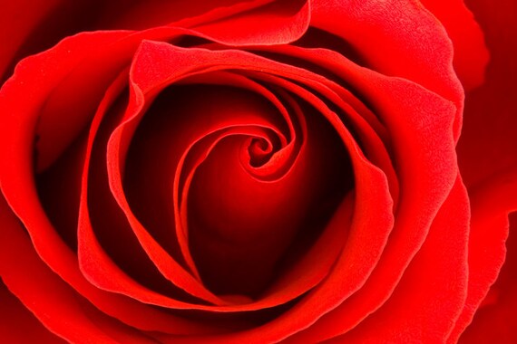 Red Rose Photography - Flower Love Romance - 5x7 Original Fine Art Print - Metallic Finish - Macro - Crimson - Vibrant - Bright - Valentine