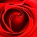 Red Rose Photography - Flower Love Romance - 5x7 Original Fine Art Print - Metallic Finish - Macro - Crimson - Vibrant - Bright - Valentine