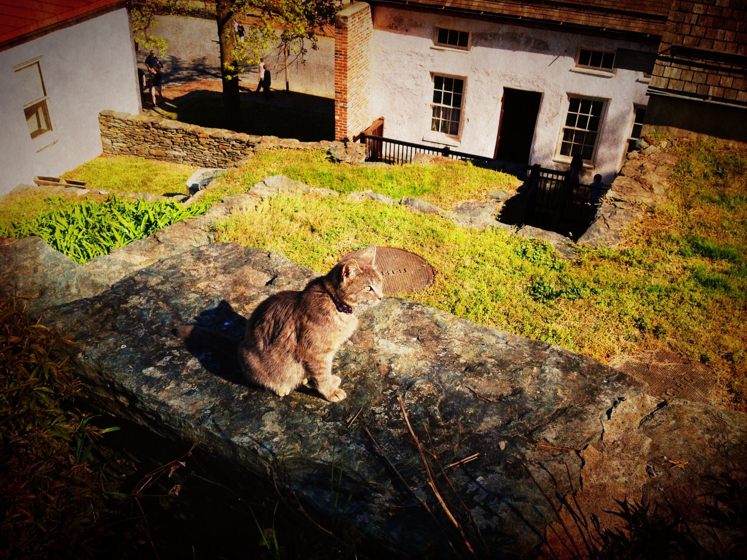 Cat Spring Country Courtyard Photo Print