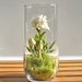 Exotic Dendrobium Orchid Terrarium in Recycled Glass