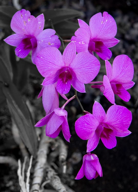 Shocking Violet Orchids