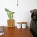 Cute Plant