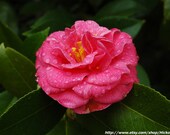 Pink Camellia Rainy Morning Fine Art Print 8" x 10"