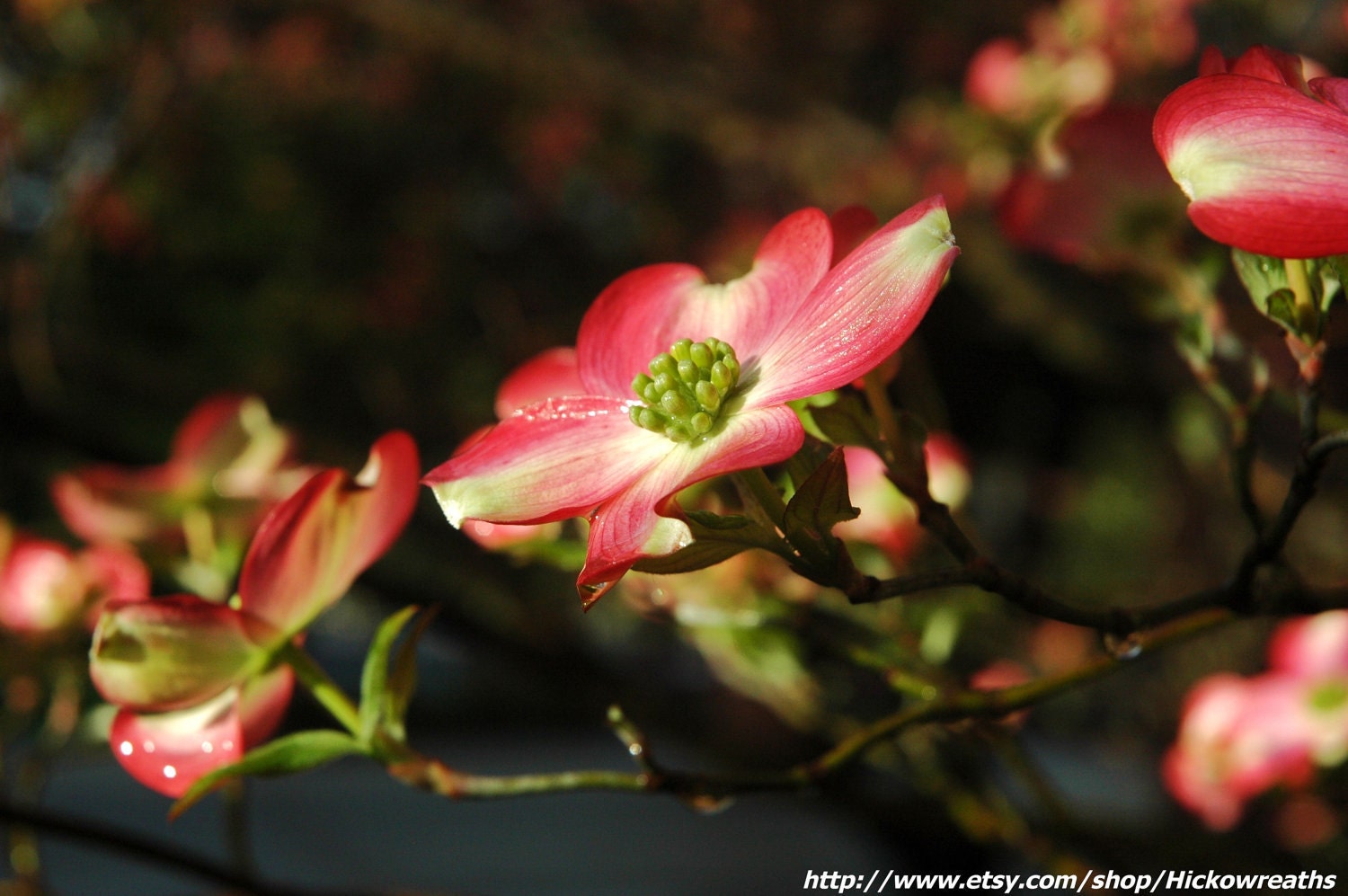 Pink Dogwood Flower Fine Art Print 8" x 10"