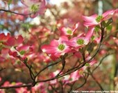 Pink Dogwood Flowers Fine Art Print 8" x 10"