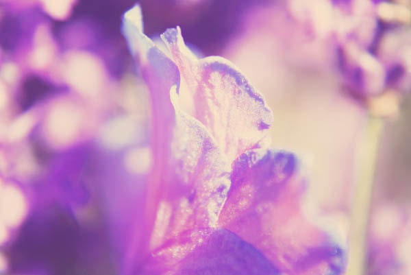 5x7 Colorful Violet Floral Nature Photography