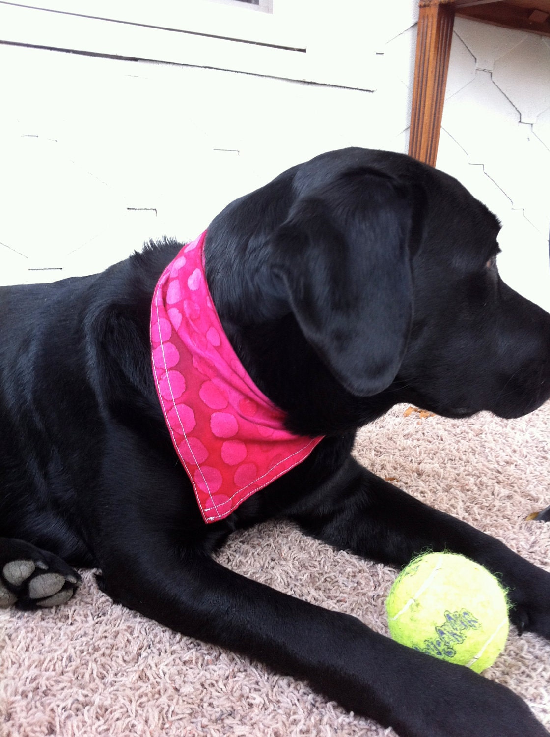 Small-Medium Female Dog Bandana (3 pack)