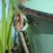Vintage enamel bucket in mint green