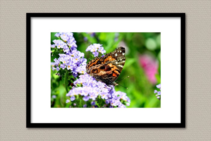 Flutter I 11X14 Photography Print - Macro Butterfly Photograph Photo Image Garden Color Colorful Nature Wall Art Decor Print