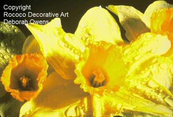 Fine Art Photography, 8" X 12", Large Photo, Macro Photography, Nature Photography, Yellow and Orange Daffodils,  by Rococo Decorative Art - RococoDecorativeArt