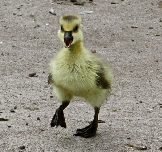 Oregon Duck, Yellow, Baby Duck, Yellow and Black Baby Duck, Fluffy, Black, Cute, Easter, FPOE, POE, Quack, 5x7 Photograph