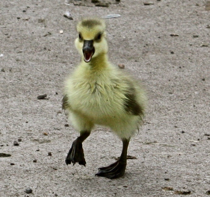 Baby Black Ducks