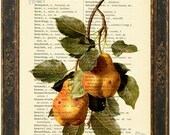 Fruit Print     Pears  Print on Upcycled  English French  Lexicon Page  mixed media digital print art