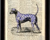 Blue Dalmation Dog Print on Upcycled 1890's Latin English Dictionary Page mixed media book page