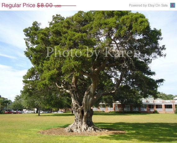 PRICE REDUCED CIJ Summer Tree 5 x 7  Original Photograph, other sizes available - ClicksByKaren