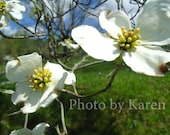 Dogwood's End , Blooming Tree Photograph