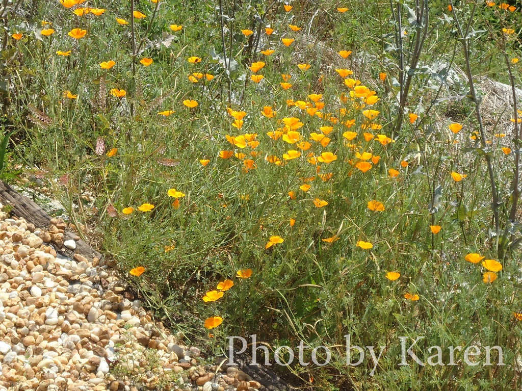 Wild Garden, Wildflowers on the Beach, Nature Photo