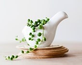 Birds of a feather modern terrarium