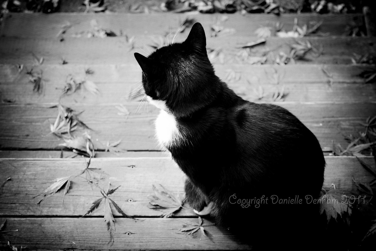 Black Cat Photography