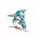 8x10 ORIGINAL KINGFISHER detailed painting
