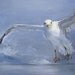 Seagull, Acrylic on canvas, original painting, blue, grey, white, bird, sea, sky art