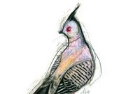 Australian Bird Print A5 Crested Pigeon