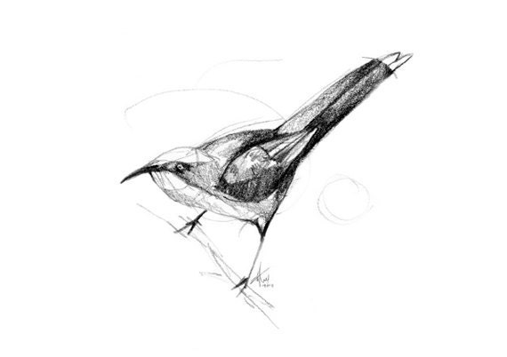 Australian Bird Print A5 Grey Crowned Babbler