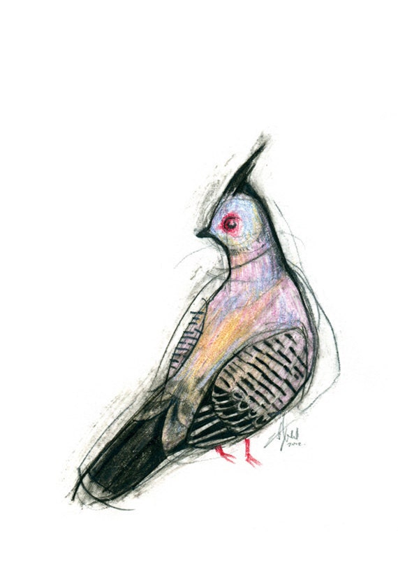 Australian Bird Print A5 Crested Pigeon