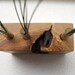 Ash Bud Vase - Eco Friendly Father's Day or Wedding Gift