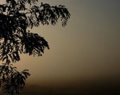 Fine Art, Fog, Mist, Dawn, Branches, Landscape, 11x14 Photograph, 'Mistified'