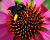 Bee Print, Coneflower, Pink Flower, Square, 8x8 Photo, 'The Black Bee'