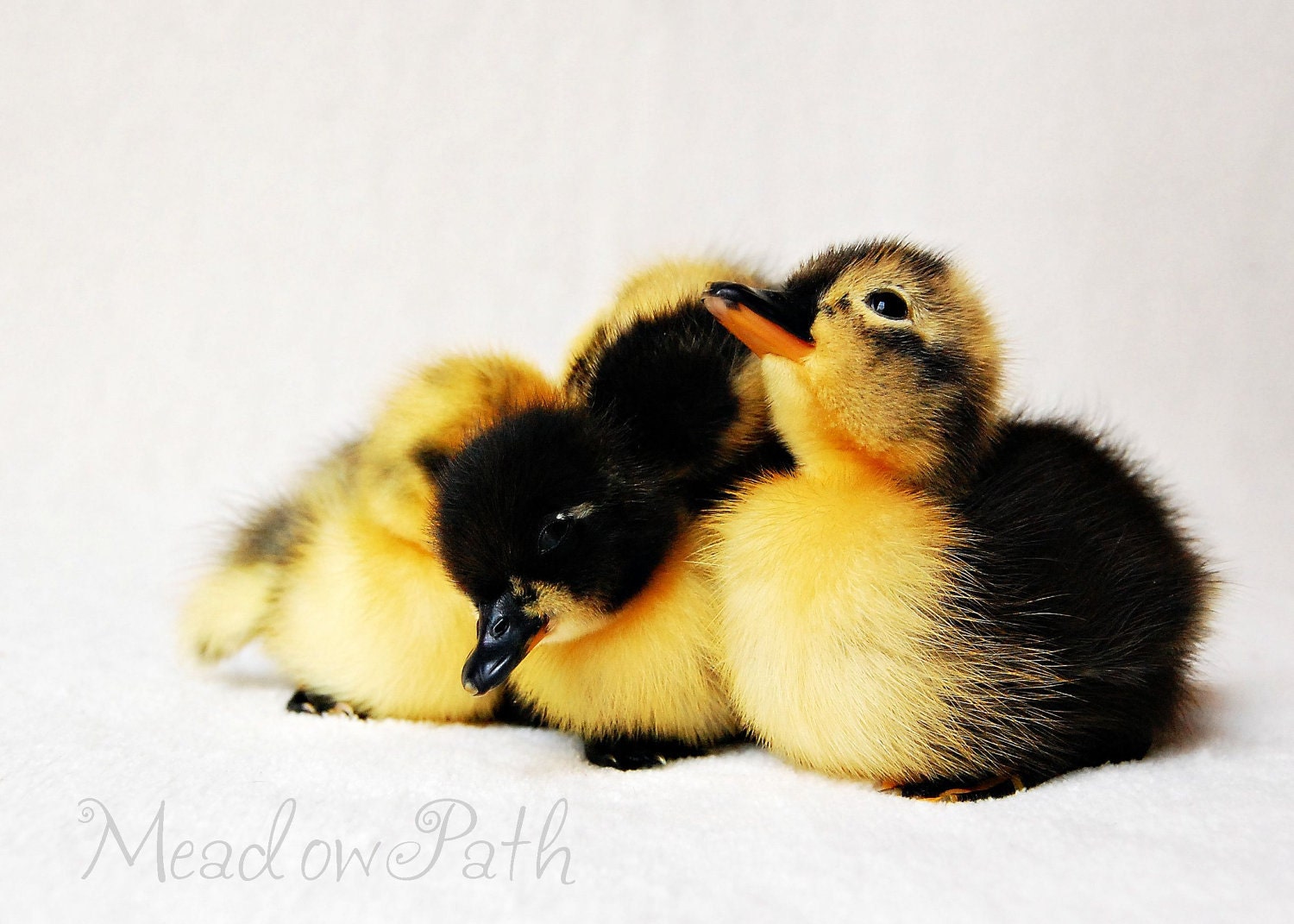Nursery Print, Ducklings, Yellow Duck, Animal Photo, Baby Animal, 5x7 Photograph, 'Keep Your Chin Up'