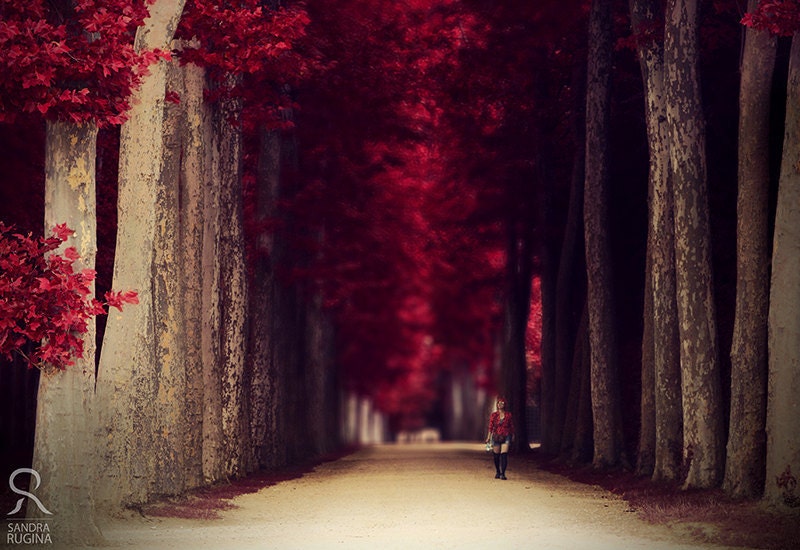 Red colors of autumn, surreal photo, red trees, alley in a park, print you can frame for your wall, 6x8in