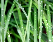 Dew Unto Grass : 8x10 fine art print matted to 11x14 - flower flora green grass water droplet nature