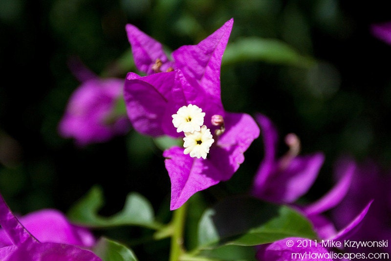 Purple Bougainvillea Plant in Hawaii