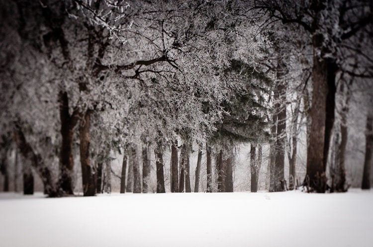 Forest Photography Wall Art - Winter Wonderland Color Home Decor- Fine Art Landscape Photography